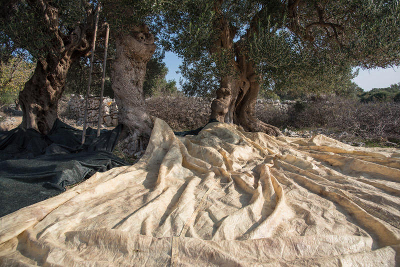Berba maslina u Lunu, foto: V. Pesic