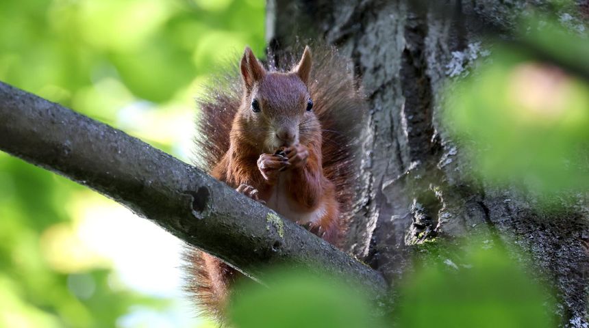 vjeverica vjeverice zivotinja priroda vjeverica vjeverice zivotinja priroda