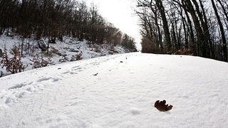 Đir do vrha Zečjak na sjevernom Velebitu, Foto: Leo Banić