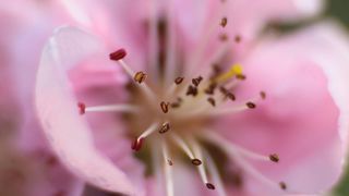 Boje i mirisi proljeća, Foto: CROPIX