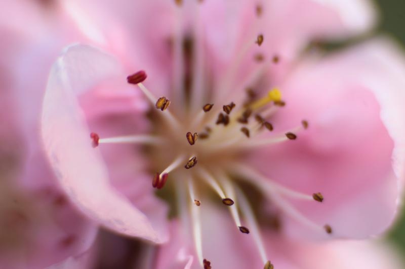 Boje i mirisi proljeća, Foto: CROPIX