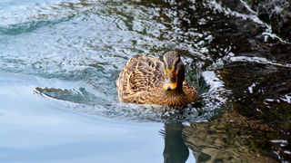 Đir 17. prosinca – uvala Maestral, Foto: Iva Perinčić