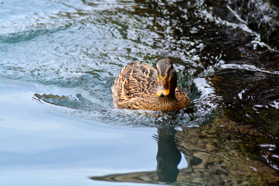 Đir 17. prosinca – uvala Maestral, Foto: Iva Perinčić