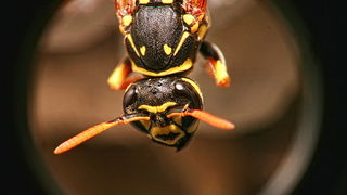 Bibinjski sinac, Foto: Leo Banic Bibinjski sinac, Foto: Leo Banic