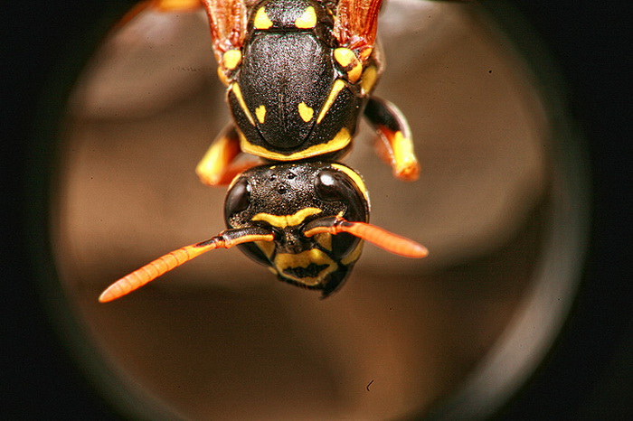 Bibinjski sinac, Foto: Leo Banic Bibinjski sinac, Foto: Leo Banic
