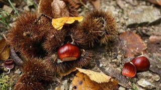 Pitomi kesten (Castanea sativa) jedan je od najprepoznatljivijih plodova jeseni. Photo: Borna Filić/PIXSELL Pitomi kesten (Castanea sativa) jedan je od najprepoznatljivijih plodova jeseni. Photo: Borna Filić/PIXSELL