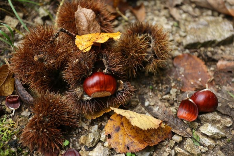 Pitomi kesten (Castanea sativa) jedan je od najprepoznatljivijih plodova jeseni. Photo: Borna Filić/PIXSELL Pitomi kesten (Castanea sativa) jedan je od najprepoznatljivijih plodova jeseni. Photo: Borna Filić/PIXSELL
