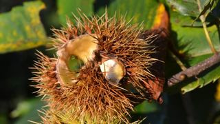 Pitomi kesten (Castanea sativa) jedan je od najprepoznatljivijih plodova jeseni. Photo: Borna Filić/PIXSELL Pitomi kesten (Castanea sativa) jedan je od najprepoznatljivijih plodova jeseni. Photo: Borna Filić/PIXSELL