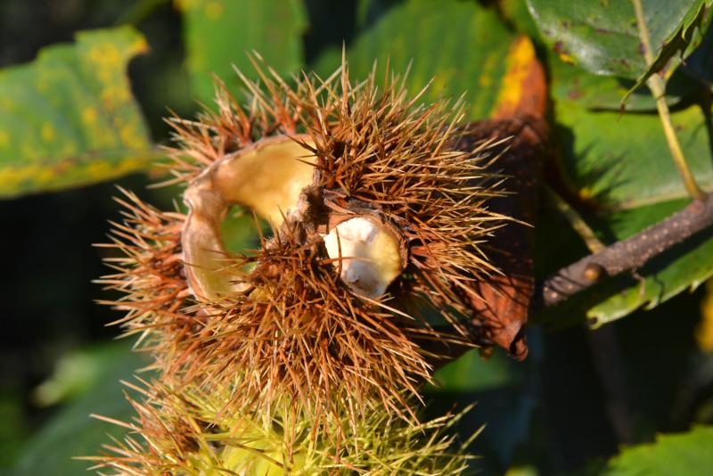Pitomi kesten (Castanea sativa) jedan je od najprepoznatljivijih plodova jeseni. Photo: Borna Filić/PIXSELL Pitomi kesten (Castanea sativa) jedan je od najprepoznatljivijih plodova jeseni. Photo: Borna Filić/PIXSELL
