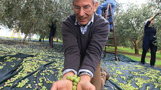 U berbi maslina, Foto: Leo Banić