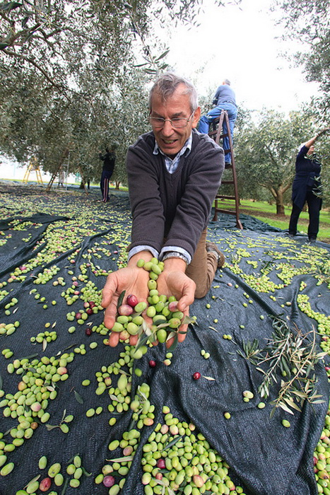U berbi maslina, Foto: Leo Banić