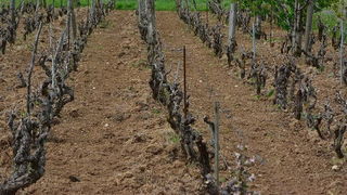 Mraz u Galovcu nanio ogromnu štetu poljoprivrednim kulturama a pogotovo voćkama i vinogradima. Foto: Silvio Marcus Milanko