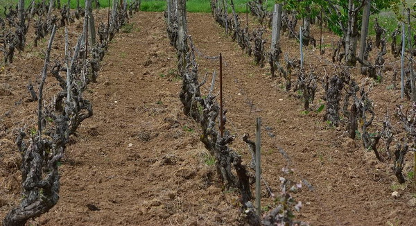 Mraz u Galovcu nanio ogromnu štetu poljoprivrednim kulturama a pogotovo voćkama i vinogradima. Foto: Silvio Marcus Milanko