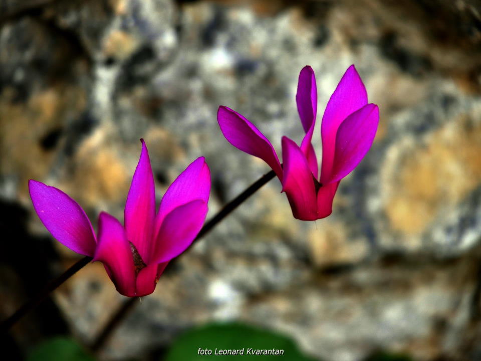 Pješačka staza Obrovac – Jankovića buk
