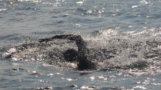 42. plivački maraton Preko – Zadar, Foto: PK Zadar