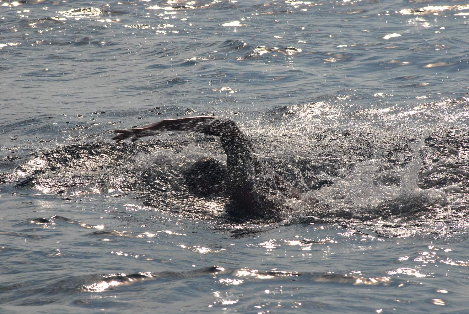 42. plivački maraton Preko – Zadar, Foto: PK Zadar