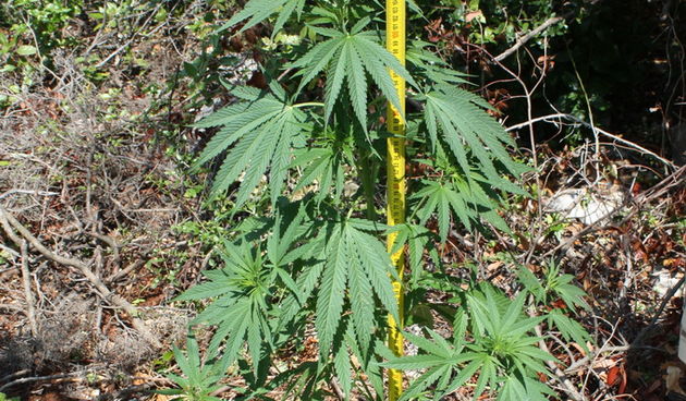 Marihuana. Foto: PU Zadarska