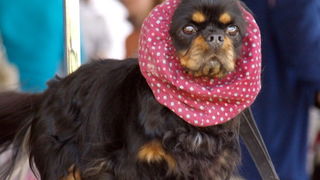 Zadar: Medjunarodna izlozba pasa CACIB 1. svibnja 2010.