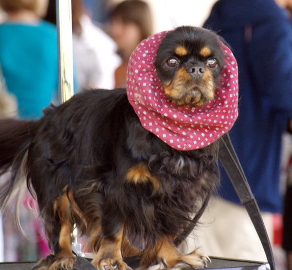 Zadar: Medjunarodna izlozba pasa CACIB 1. svibnja 2010.