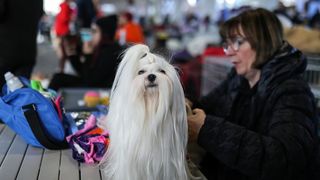 Izložba pasa na Zagrebačkom velesajmu Izložba pasa na Zagrebačkom velesajmu