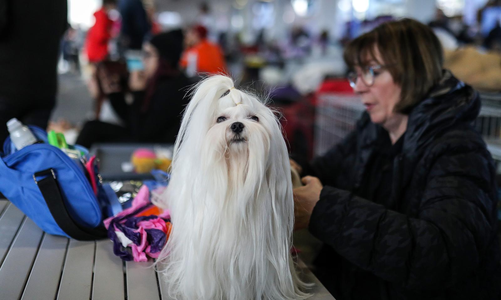 Izložba pasa na Zagrebačkom velesajmu Izložba pasa na Zagrebačkom velesajmu