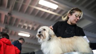 Izložba pasa na Zagrebačkom velesajmu Izložba pasa na Zagrebačkom velesajmu