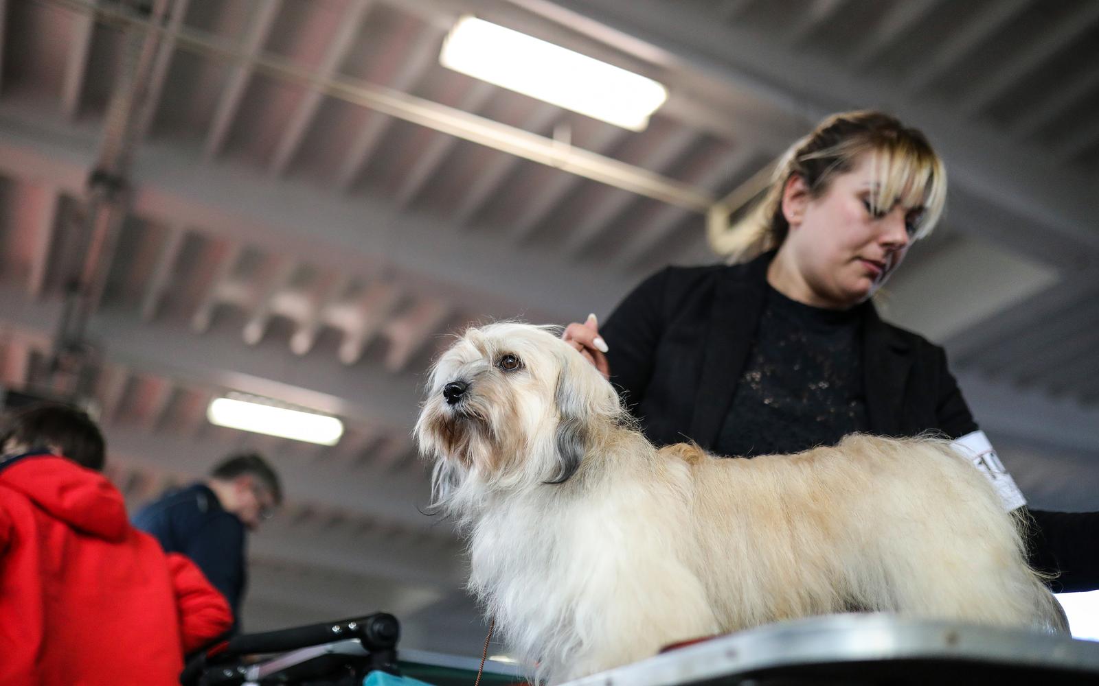 Izložba pasa na Zagrebačkom velesajmu Izložba pasa na Zagrebačkom velesajmu