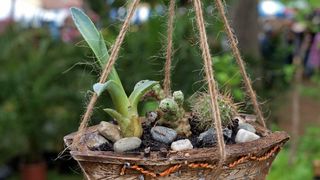 Sv. Filip i Jakov – 10. Dani cvijeća, 24. i 25. travnja 2010. (Foto: Vedran Penga)