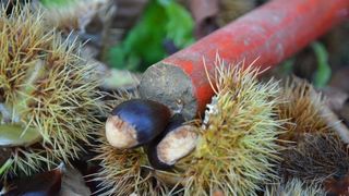 Pitomi kesten (Castanea sativa) jedan je od najprepoznatljivijih plodova jeseni. Photo: Borna Filić/PIXSELL Pitomi kesten (Castanea sativa) jedan je od najprepoznatljivijih plodova jeseni. Photo: Borna Filić/PIXSELL