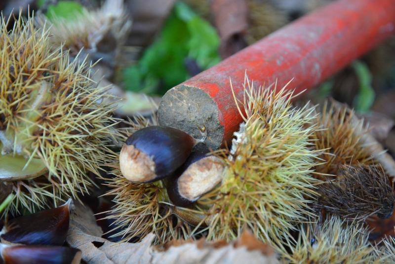 Pitomi kesten (Castanea sativa) jedan je od najprepoznatljivijih plodova jeseni. Photo: Borna Filić/PIXSELL Pitomi kesten (Castanea sativa) jedan je od najprepoznatljivijih plodova jeseni. Photo: Borna Filić/PIXSELL