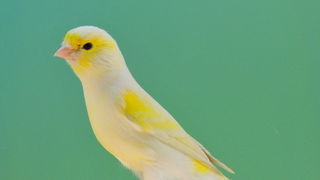 Pobjednici 33. Ornitoloskog prvenstva Hrvatske, Foto: Ivan Dilber Pobjednici 33. Ornitoloskog prvenstva Hrvatske, Foto: Ivan Dilber