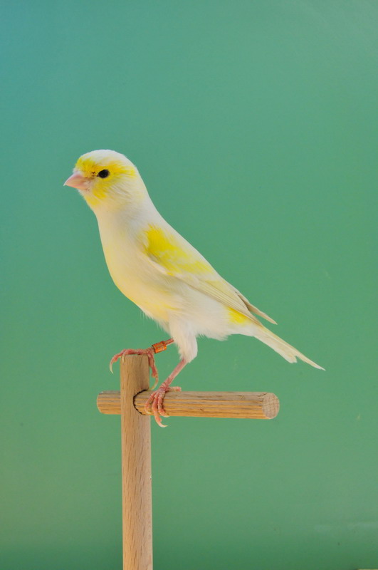 Pobjednici 33. Ornitoloskog prvenstva Hrvatske, Foto: Ivan Dilber Pobjednici 33. Ornitoloskog prvenstva Hrvatske, Foto: Ivan Dilber