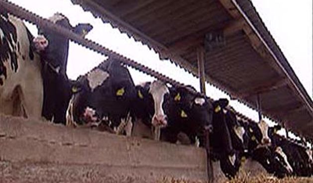 Farma krava u Marijancima (Foto: HTV)