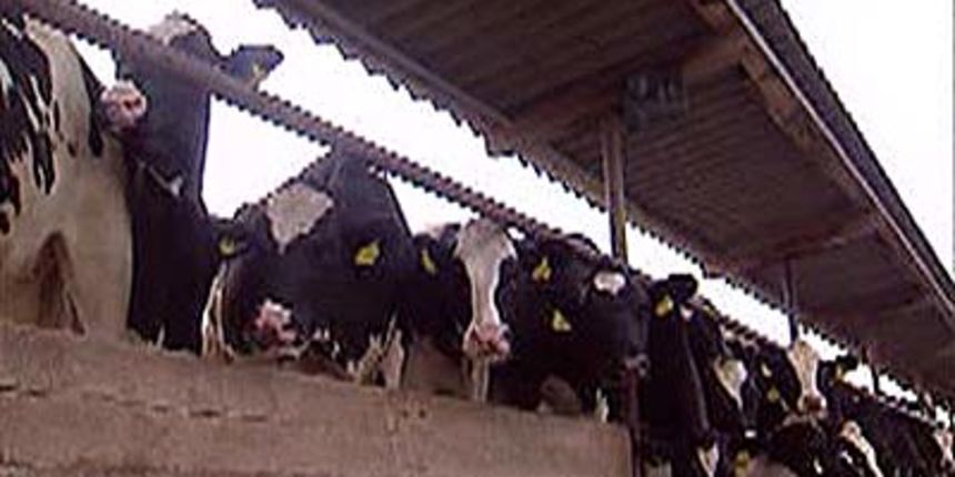 Farma krava u Marijancima (Foto: HTV)