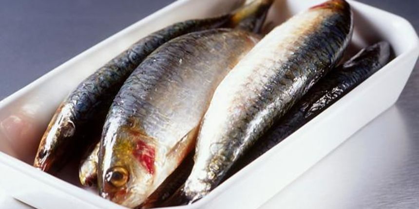 Sardine, foto: www.bbc.co.uk