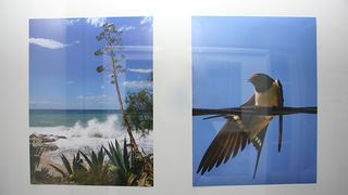 Izložba fotografija Vedrana Penge