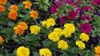 Sv. Filip i Jakov – 10. Dani cvijeća, 24. i 25. travnja 2010. (Foto: Vedran Penga)