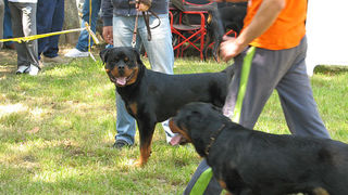 Image 1171039 (auto)