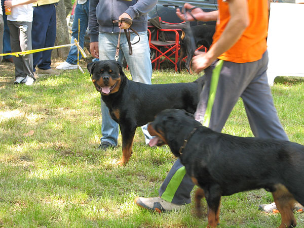 Image 1171039 (auto)