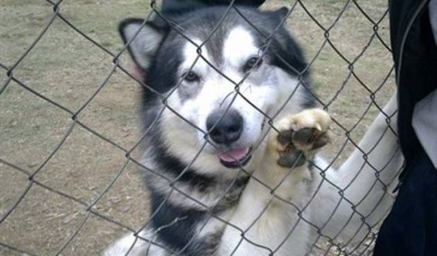 Aljaški malamut, foto: tportal