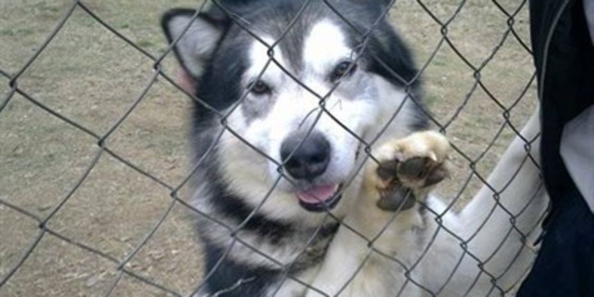 Aljaški malamut, foto: tportal Aljaški malamut, foto: tportal