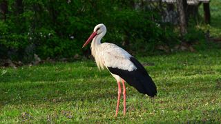 Klepetan se ipak vratio Malenoj Klepetan se ipak vratio Malenoj