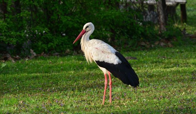 Klepetan se ipak vratio Malenoj