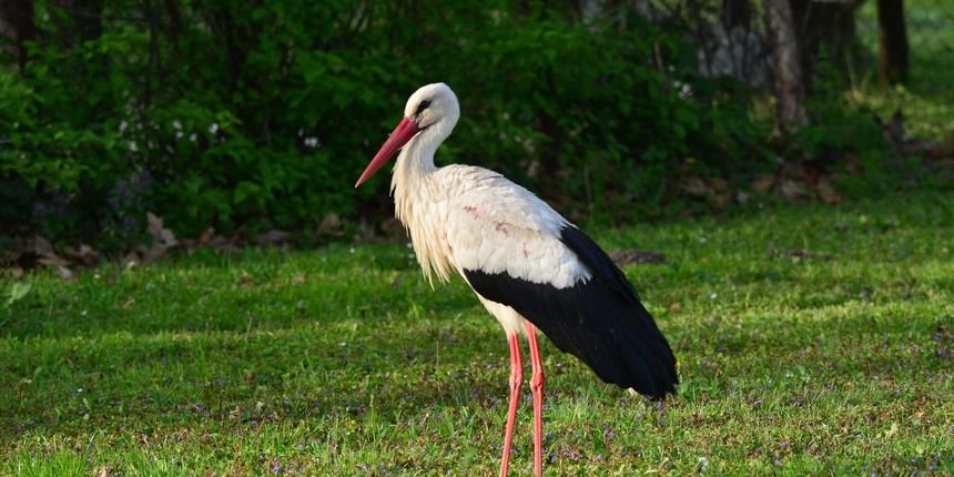 Klepetan se ipak vratio Malenoj Klepetan se ipak vratio Malenoj