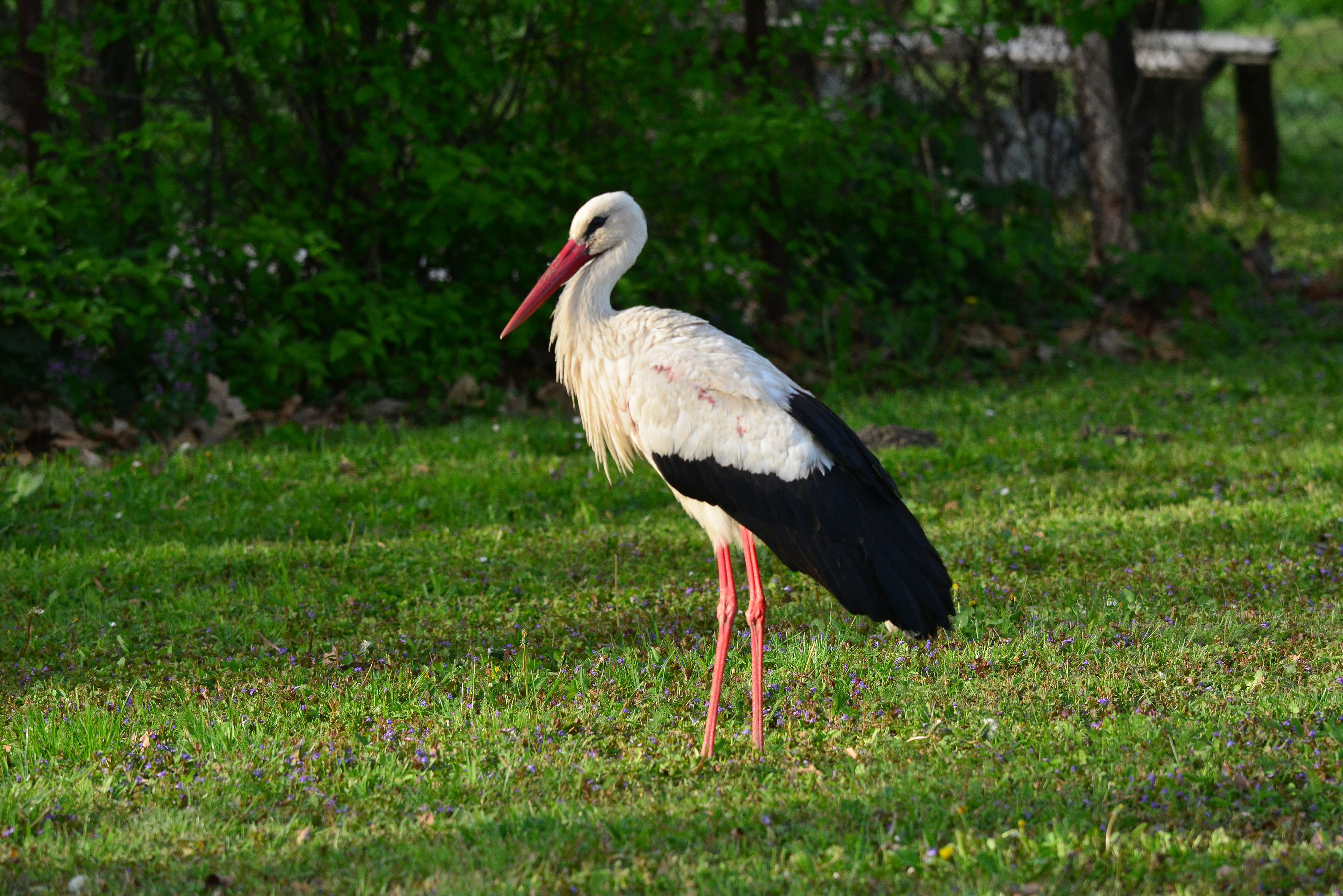Klepetan se ipak vratio Malenoj Klepetan se ipak vratio Malenoj