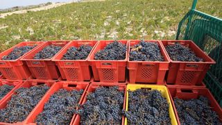 Primošten. Počela berba grožđa od kojeg se pravi svjetski poznato vino Babić. Photo: Duško Jaramaz/PIXSELL Primošten. Počela berba grožđa od kojeg se pravi svjetski poznato vino Babić. Photo: Duško Jaramaz/PIXSELL