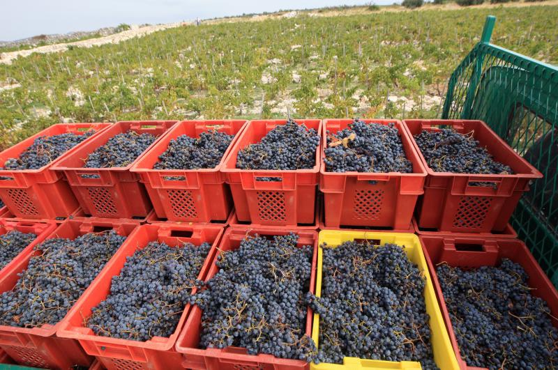 Primošten. Počela berba grožđa od kojeg se pravi svjetski poznato vino Babić. Photo: Duško Jaramaz/PIXSELL Primošten. Počela berba grožđa od kojeg se pravi svjetski poznato vino Babić. Photo: Duško Jaramaz/PIXSELL