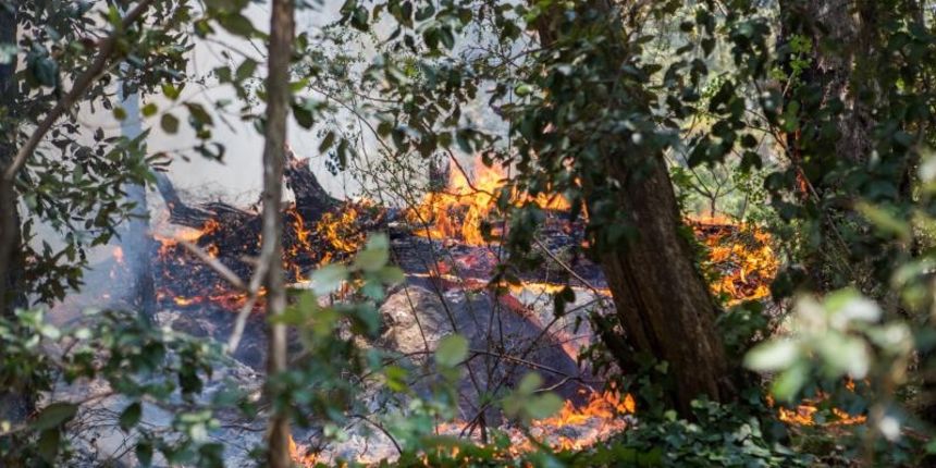 U katastrofalnim požarima na Pelješcu i Korčuli izgorjelo je više od 1400 hektara borove šume i vinograda. Photo: Grgo Jelavić/PIXSELL U katastrofalnim požarima na Pelješcu i Korčuli izgorjelo je više od 1400 hektara borove šume i vinograda. Photo: Grgo Jelavić/PIXSELL