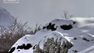 Tulove grede pod snježnim pokrivačem Tulove grede pod snježnim pokrivačem
