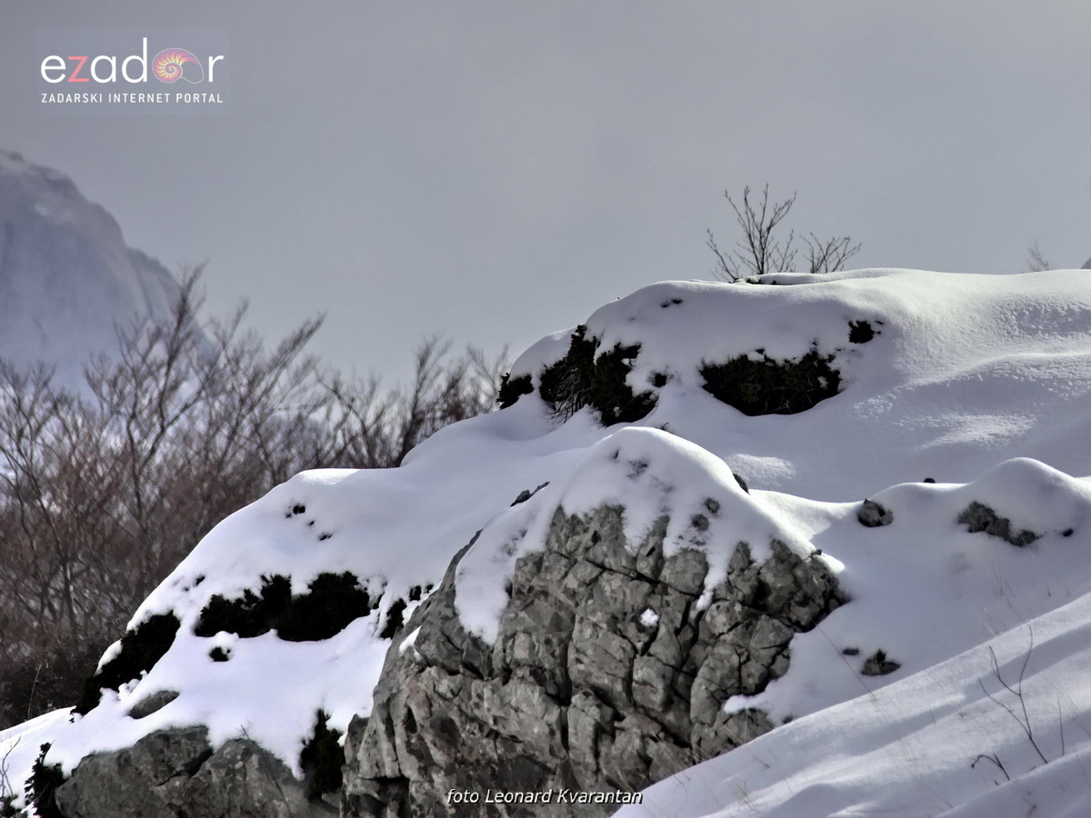 Tulove grede pod snježnim pokrivačem Tulove grede pod snježnim pokrivačem